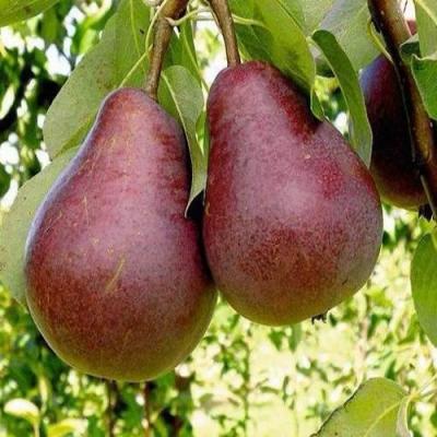 Красная в Бобруйске