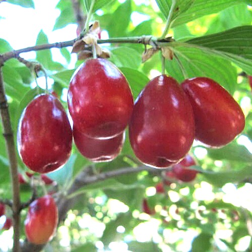 Кизил ЛУКЬЯНОВСКИЙ в Бобруйске