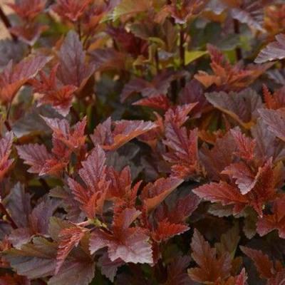 Красный в Бобруйске