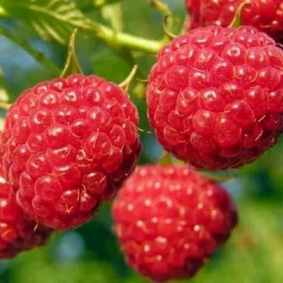 Поздняя в Бобруйске