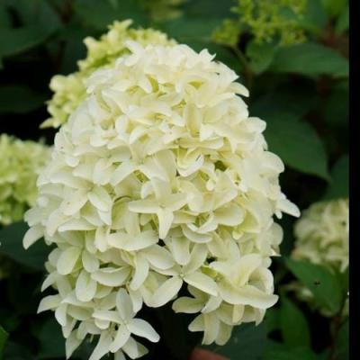 Средние в Бобруйске