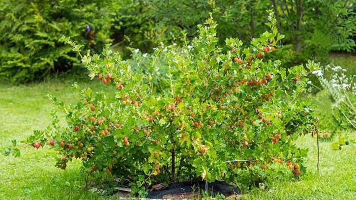 Куст крыжовника.jpg