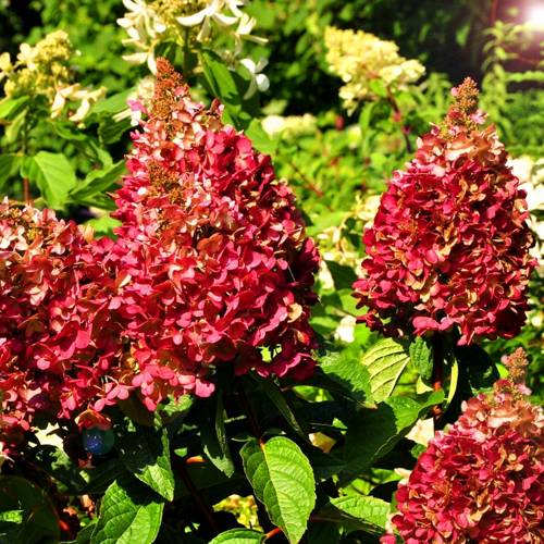 Метельчатая красная гортензия.jpg