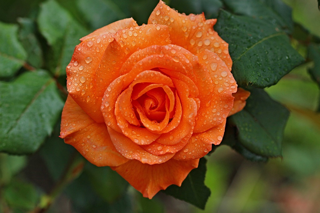 Оранжевые розы.jpeg