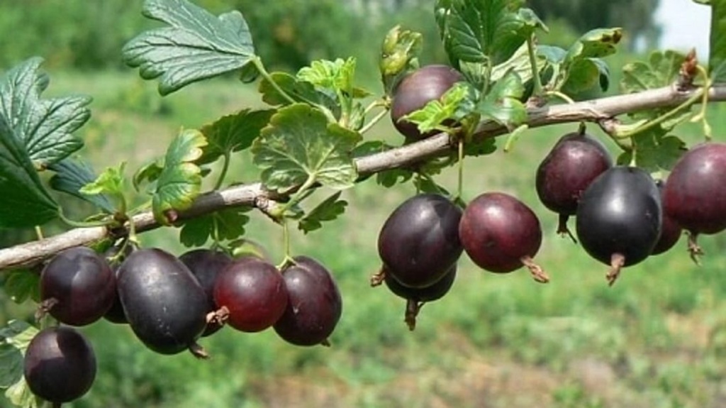 крыжовник северный капитан 