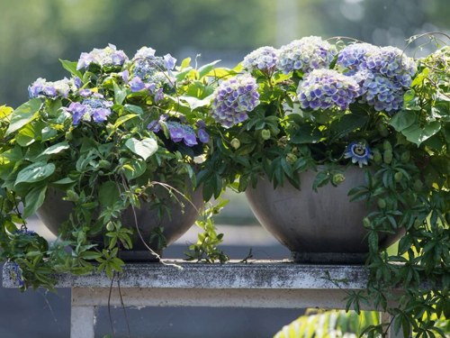 выращивание гортензий в горшках.jpg
