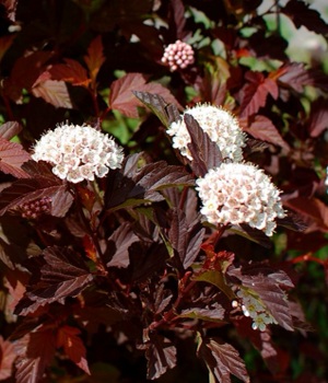 Пузыреплодник РЕД БАРОН (Red Baron) цветение.jpg