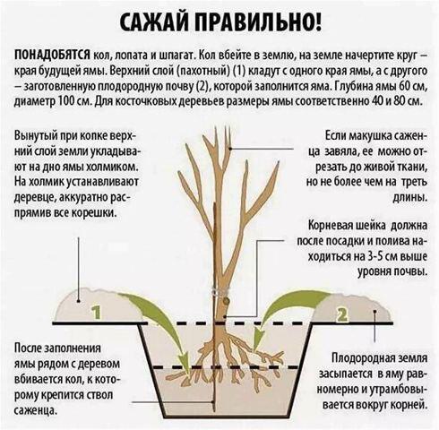 Как посадить саженцы осенью?