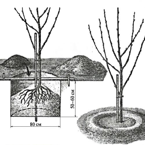 посадка саженцев черешни.jpg