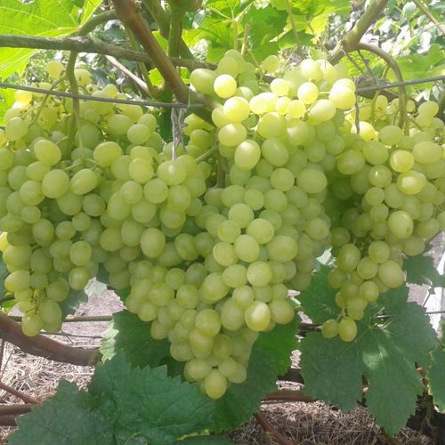 виноград алешенькин.jpg