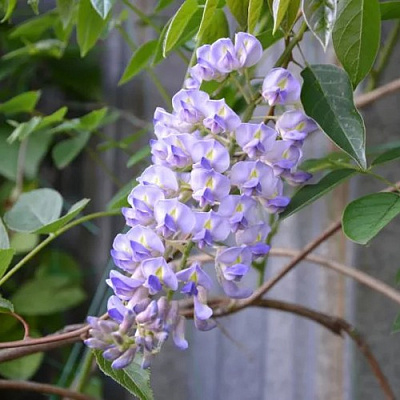 Глициния макростахия БЛЮ МУН в Бобруйске