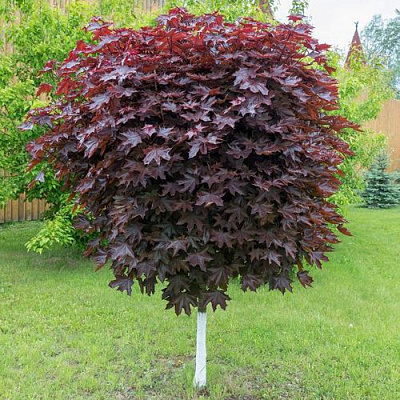 Клен красный в Бобруйске