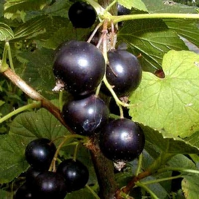 Смородина чёрная БИНАР в Бобруйске