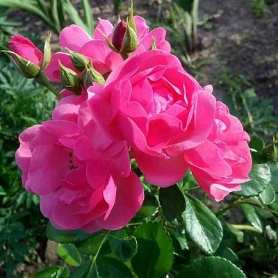 Роза АНГЕЛА флорибунда в Бобруйске