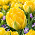 Тюльпан ВАНИЛЛА КУП махровый поздний в Бобруйске