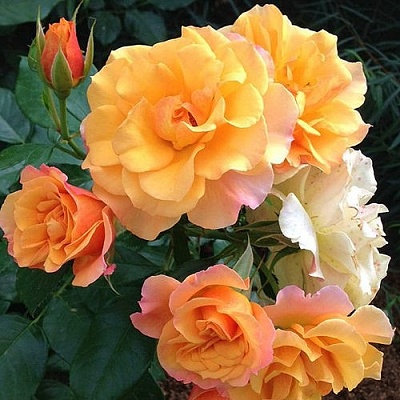 Роза ТЕКИЛА флорибунда  в Бобруйске