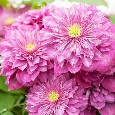 Клематис КАЙЗЕР в Бобруйске