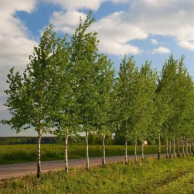 Береза обыкновенная в Бобруйске