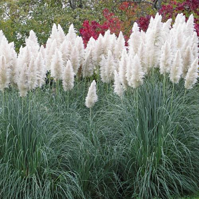 Кортадерия белая (пампасная трава) в Бобруйске