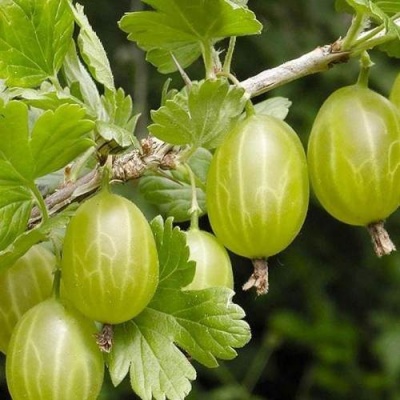 Крыжовник УРАЛЬСКИЙ ИЗУМРУД в Бобруйске