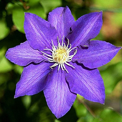 Клематис ЗЕ ПРЕЗИДЕНТ в Бобруйске