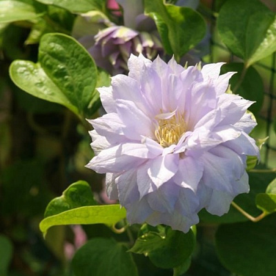 Клематис БЕЛЬ ОФ ВОРКИНГ в Бобруйске