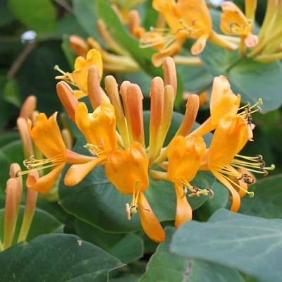 Жимолость ТЕЛЬМАНА в Бобруйске