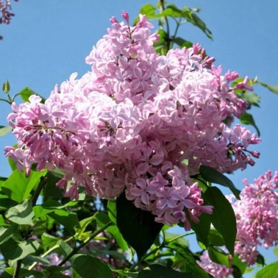 Сирень БУФФОН в Бобруйске