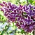 Сирень СЕНСАЦИЯ (привитая) в Бобруйске
