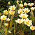 Крокус КРИМ БЬЮТИ ботанический в Бобруйске
