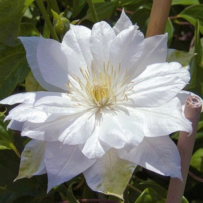 Клематис ДАЧЕСС ОФ ЭДИНБУРГ в Бобруйске