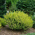 Береза ГОЛДЕН ТРЕЖЕ в Бобруйске