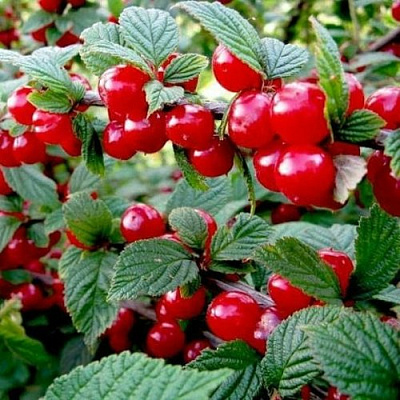 Вишня ВОСТОРГ войлочная в Бобруйске