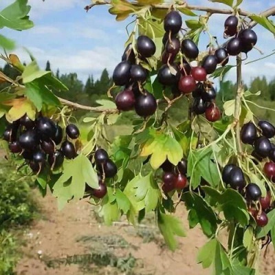 Смородина золотистая ЛЕВУШКА в Бобруйске