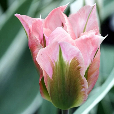 Тюльпан ЧАЙНА ТАУН зеленоцветковый в Бобруйске