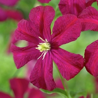 Клематис МАДАМ ДЖУЛИЯ КОРРЕВОН в Бобруйске