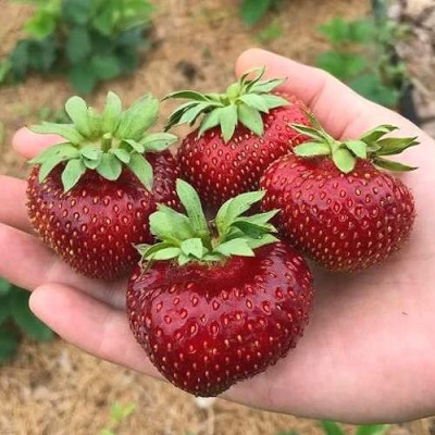 Клубника МАЛЬВИНА в Бобруйске