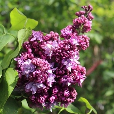 Сирень МАРШАЛ МАЛИНОВСКИЙ в Бобруйске