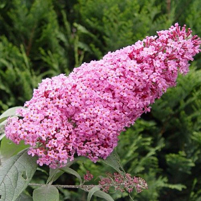 Буддлея давида ПИНК ДЕЛАЙТ в Бобруйске