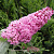 Буддлея давида ПИНК ДЕЛАЙТ в Бобруйске