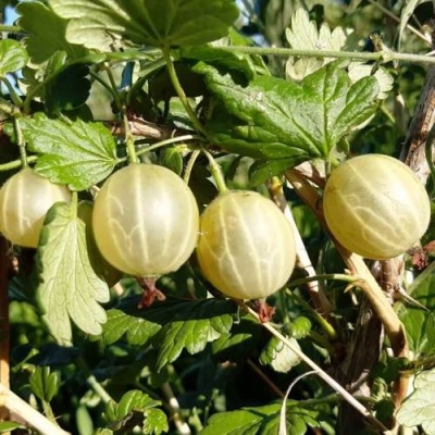 Крыжовник БЕЛОРУCСКИЙ САХАРНЫЙ 2 в Бобруйске
