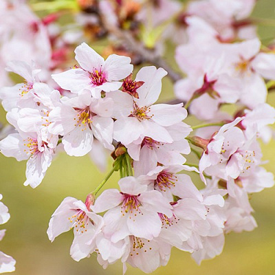 Сакура КОЙО НО МАЙ в Бобруйске