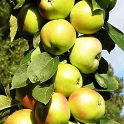 Яблоня БОЛЕРО колонновидная в Бобруйске