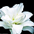 саженцы лилии Лотус Пьюр
