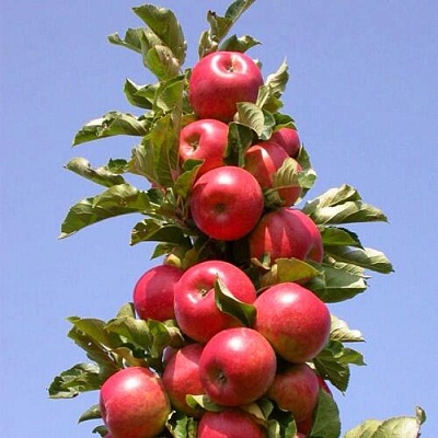 Яблоня СОЗВЕЗДИЕ колонновидная в Бобруйске