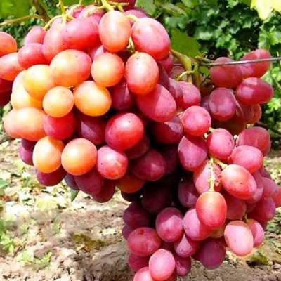 Виноград АНЮТА в Бобруйске