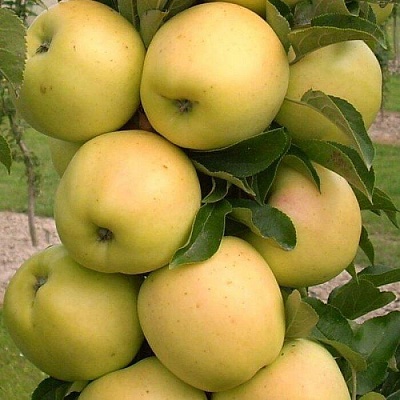 Яблоня колонновидная в Бобруйске