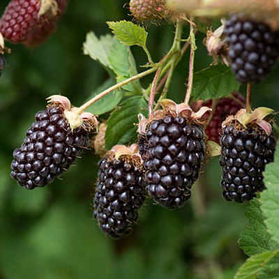 Ежемалина БОЙСЕНБЕРРИ в Бобруйске