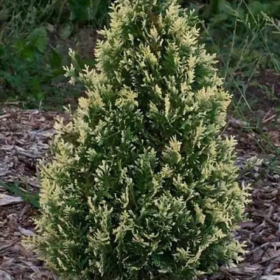 Туя БРАБАНТ ВАРИЕГАТТА западная в Бобруйске