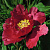 Пион КРАСНЫЙ ЛОТОС древовидный в Бобруйске